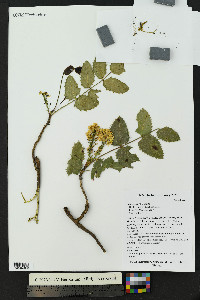 Mahonia repens image