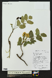 Mahonia repens image