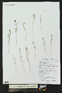 Gayophytum diffusum image