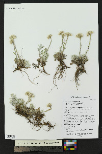 Antennaria parvifolia image