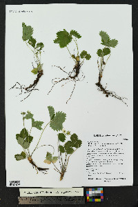 Fragaria vesca image