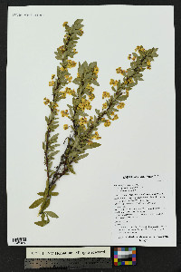 Berberis fendleri image