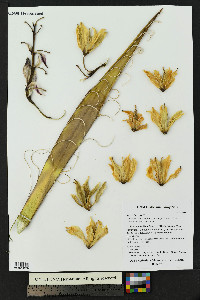 Yucca baccata image