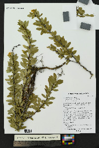 Berberis fendleri image