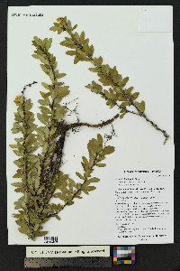 Berberis fendleri image