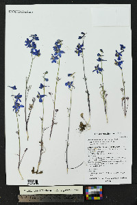 Delphinium nuttallianum image