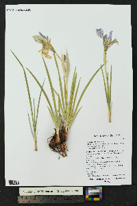 Iris missouriensis image