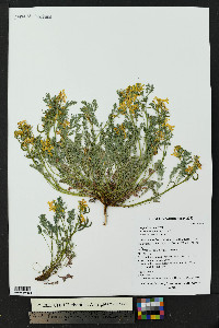 Corydalis aurea image