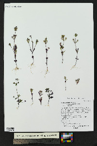 Collinsia parviflora image
