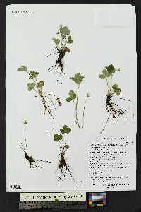 Fragaria vesca subsp. bracteata image