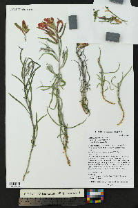 Castilleja integra image