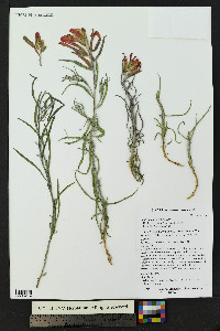 Castilleja integra image