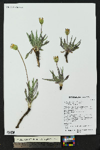 Agoseris parviflora image