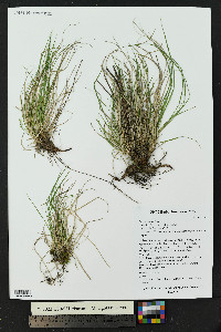 Carex rossii image