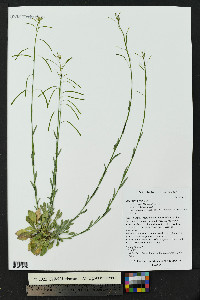 Boechera porphyrea image