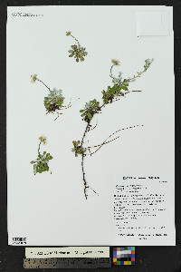 Antennaria marginata image