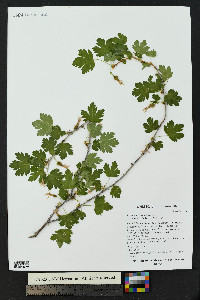 Ribes pinetorum image