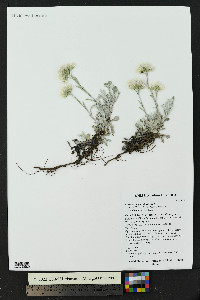 Antennaria parvifolia image