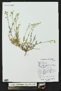 Cerastium arvense image