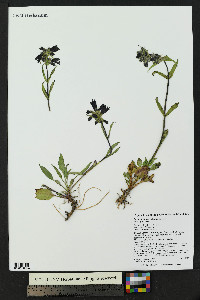 Penstemon whippleanus image