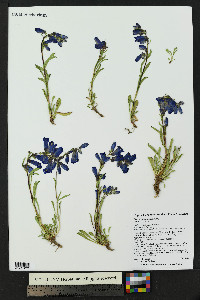 Penstemon hallii image