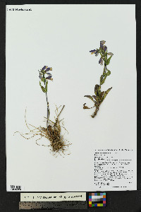 Penstemon whippleanus image