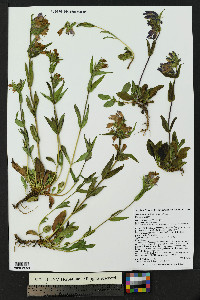 Penstemon whippleanus image