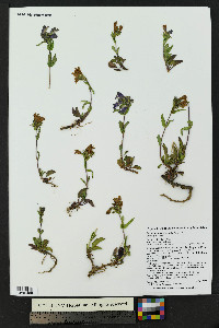 Penstemon whippleanus image