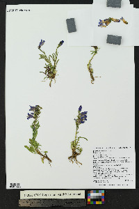 Penstemon hallii image