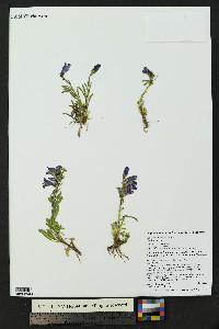 Penstemon hallii image