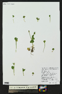 Ranunculus inamoenus image