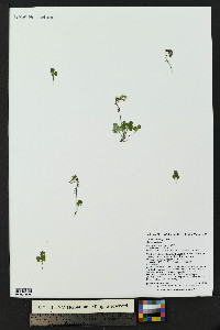 Thalictrum alpinum image