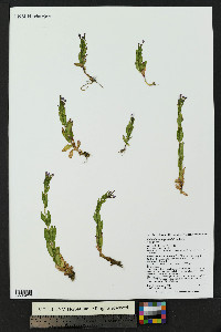 Epilobium anagallidifolium image