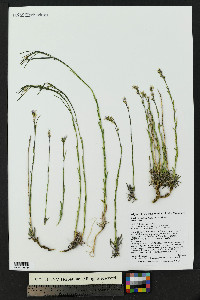 Boechera stricta image