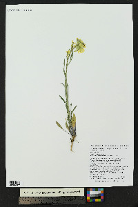 Erysimum capitatum var. purshii image