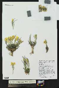 Erysimum capitatum var. purshii image