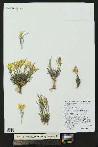 Erysimum capitatum var. purshii image