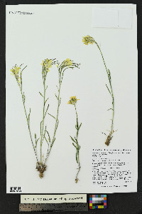 Erysimum capitatum var. purshii image