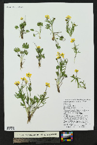 Ranunculus pedatifidus var. affinis image