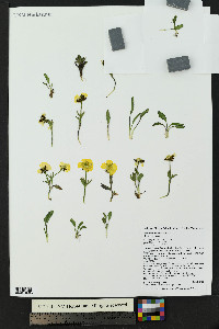 Ranunculus macauleyi image