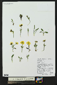 Ranunculus macauleyi image