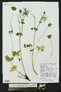 Aquilegia coerulea image