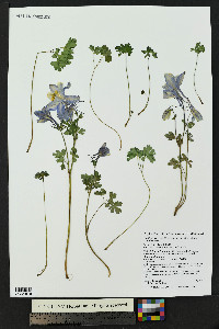 Aquilegia coerulea image