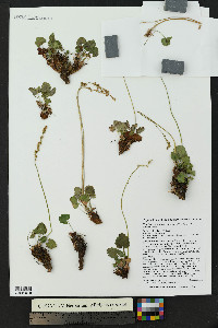 Heuchera parvifolia image