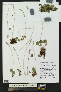 Heuchera parvifolia image