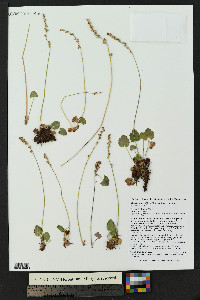 Heuchera parvifolia image