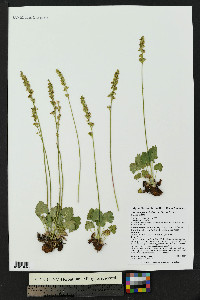 Heuchera parvifolia image