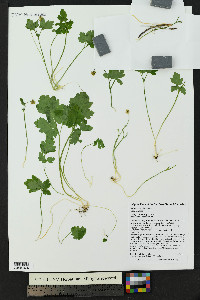 Adoxa moschatellina image