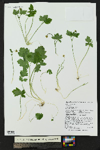 Adoxa moschatellina image