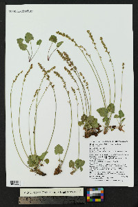 Heuchera parvifolia image